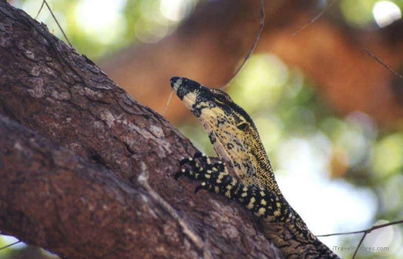 goanna fraser island